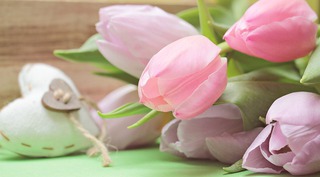 tulips-2167654_640.jpg